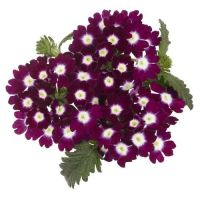 Вербена Empress Burgundy Charme