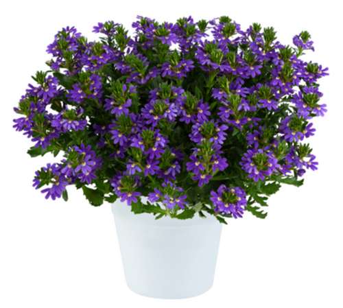 Сцевола Touch Indigo