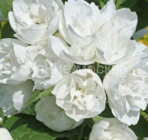 Чубушник Зоя Космодемьянская (P9) (ПОСПЕЛЛА) 1 шт