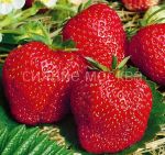 ZeMLyaNIKA-SADOVAya-VIMA-ZANTA-frigo-5-sht-Flora-Selekt