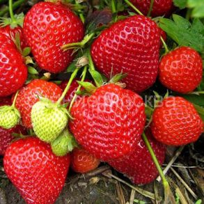 ЗЕМЛЯНИКА САДОВАЯ ДАРСЕЛЕКТ (фриго), 5 шт (Флора Селект)