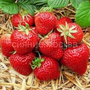 ЗЕМЛЯНИКА САДОВАЯ ЗЕНГА ЗЕНГАНА (фриго), 5 шт (Флора Селект)