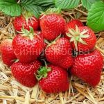 ZeMLyaNIKA-SADOVAya-ZeNGA-ZeNGANA-frigo-5-sht-Flora-Selekt