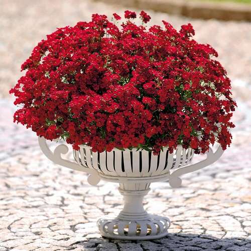 Немезия Sunsutia Plus Granada