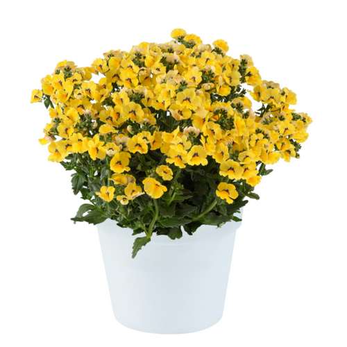 Немезия Nesia Inca