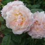 Вайсвогель (Weisvogel)