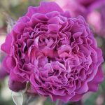 Вентило (Ventilo)