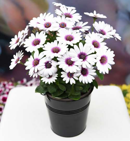 Остеоспермум Akila White Purple Eye