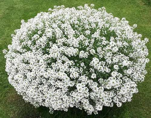 Алиссум Snow Princess