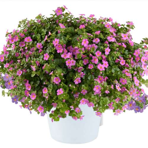 Бакопа Scopia Gulliver com.rosa