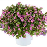 Бакопа Scopia Gulliver com.rosa