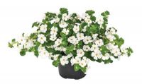 Бакопа Gulliver Dinamic White