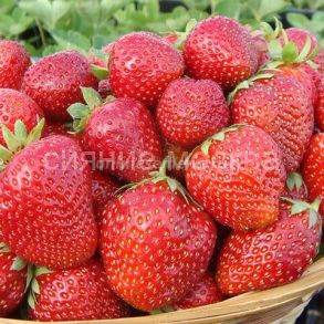 ЗЕМЛЯНИКА САДОВАЯ МАЛЬВИНА (фриго), 5 шт (Флора Селект)