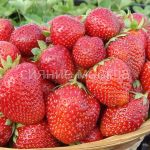 ЗЕМЛЯНИКА САДОВАЯ МАЛЬВИНА (фриго), 5 шт (Флора Селект)