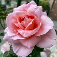 Дам де Шенонсо (Dames de Chenonceau)