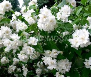 Жасмин садовый (Чубушник) Букет Бланк, 1 шт., (Поиск)