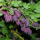 Kryzhovnik-Grushenka-1-sht-Poisk