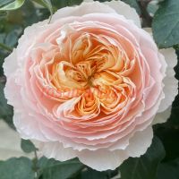 Джульет (Juliet)