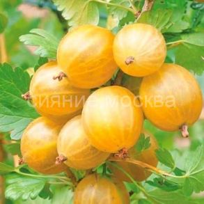 Крыжовник Русский желтый, 1 шт., Поиск