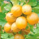 Kryzhovnik-Russkij-zheltyj-1-sht-Poisk