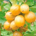 Крыжовник Русский желтый, 1 шт., Поиск