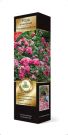 Roza-floribunda-Leonardo-da-Vinchi-Leonardo-da-Vinci-1-sht-Poisk1
