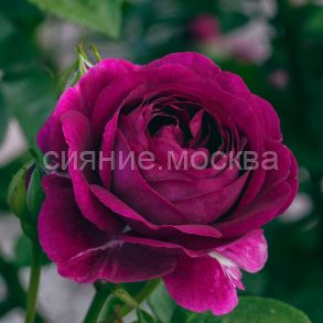 Роза флорибунда Твайлайт Зоун, 1 шт (Поиск)