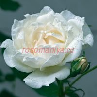 Крем Шантильи (Crème Chantilly)