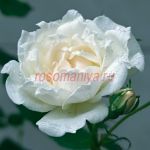 Крем Шантильи (Crème Chantilly)