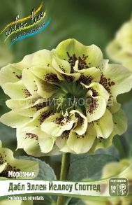 МОРОЗНИК ДАБЛ ЭЛЛЕН ЙЕЛЛОУ СПОТТЕД, 1 шт (Флора Селект)