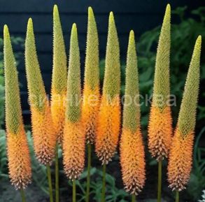 ШИРЯШ КЛЕОПАТРА, 1 шт (Флора Селект) 1 шт