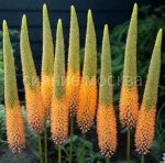 ШИРЯШ КЛЕОПАТРА, 1 шт (Флора Селект) 1 шт