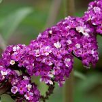 Buddleya-Davida-Lyuks-Berris-jend-Krim-Berries-Cream-Poisk-1-sht