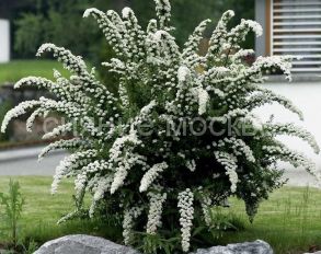 Спирея серая (Серия Северный сад) Грефшейм, 1 шт Поиск