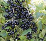 Смородина черня Багира (Поиск) 1 шт