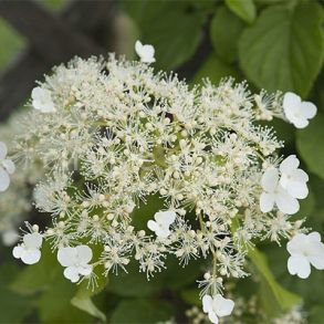 Гортензия вьющаяся (черешковая) (Поиск), 1 шт