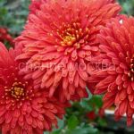 Hrizantema-korejskaya-Shapka-Monomaha-up-1-sht-Poisk