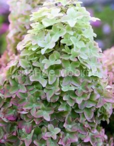 Гортензия метельчатая Люкс Металлика Metallica (Поиск), 1 шт.