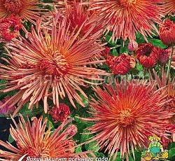 Хризантема корейская Оранжевая игольчатая/уп 1 шт/ Поиск