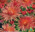 Hrizantema-korejskaya-Oranzhevaya-igolchataya-up-1-sht-Poisk