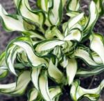 ХОСТА ФАЙРВОРКС (Fireworks) (Флора Селект) , 1 шт