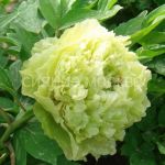 Пион древовидный Люкс Зеленые Бобы, 1 шт (Поиск)