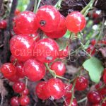 Смородина красная Сахарная (Поиск)