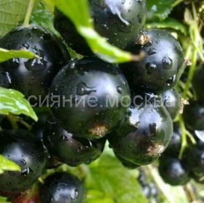 Смородина черная Добрыня (Поиск), 1 шт.