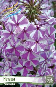 ФЛОКС НАТАША, 1 шт (Флора Селект)