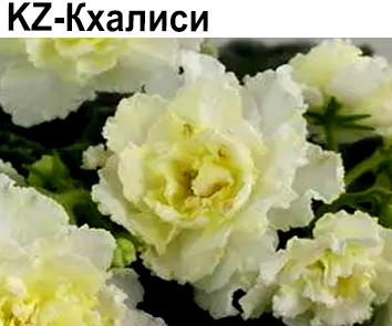 KZ-Кхалиси (Заикина)