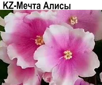 KZ-Мечта Алисы (Заикина)  НОВИНКА КАТАЛОГА