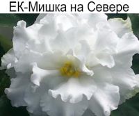 ЕК-Мишка на Севере (Коршунова)