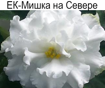 ЕК-Мишка на Севере (Коршунова)