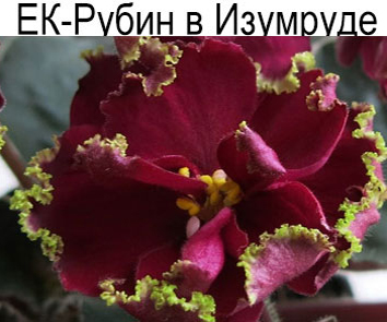 ЕК-Рубин в Изумруде (Коршунова)